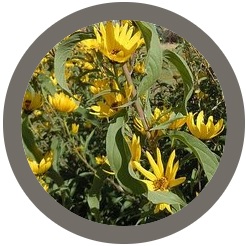 Perennial tuber Helianthus maximiliani
