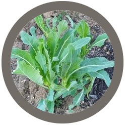 Nine Star Perennial Broccoli -Brassica Oleracea Botrytis Asparagoides