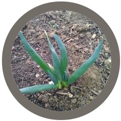 Perennial Vegetables