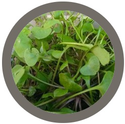Herbs