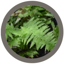 Shade Loving Plants