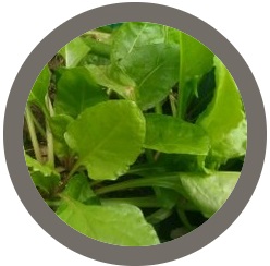 Perennial Spinach - Perpetual Beta Vulgaris