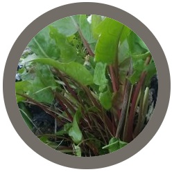 Sorrel plant - Rumex Acetosa