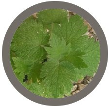 Motherwort (Lions Tail) - Leonurus cardiaca