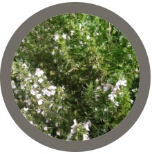 Winter Savory - Satureja Montana