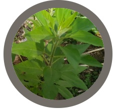 Jerusalem Artichoke or Sunchoke - Helianthus tuberosus