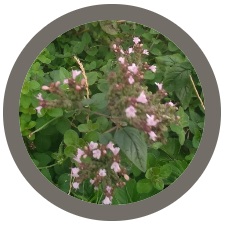 Oregano (Origanum vulgare)
