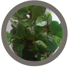Malabar Spinach (Climbing or Ceylon  Spinach) -Basella alba