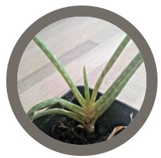 Aloe vera house plant