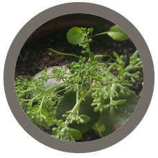 Orpine - Sedum telephium