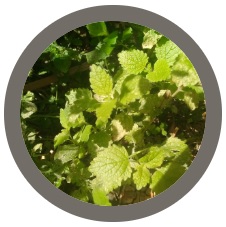 Lemon balm - Melissa officinalis