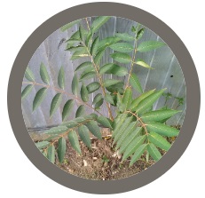 Beef & Onion plant (Chinese cedar) -Toona sinensis