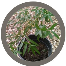 Weeping willow tree - Salix babylonica