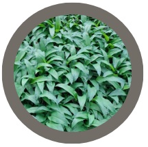 Wild Garlic - Allium ursinum