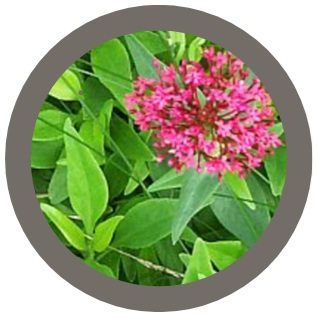 Red valerian (Centranthus ruber)