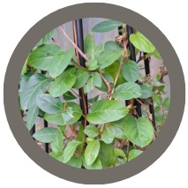 Honeysuckle plant