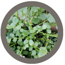 Land Cress - Barbarea Verna