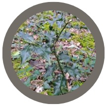 Holly bush -  Ilex aquifolium
