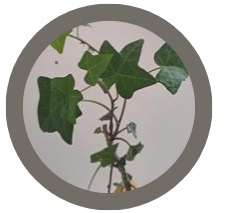 Ivy - Hedera Helix