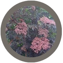 Black Elder Black Lace - Sambucus nigra