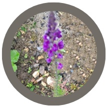 Purple Toadflax (Linaria purpurea)