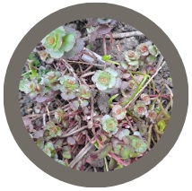 Creeping Sedum - Dragons blood or Sedum spurium- Fuldaglut