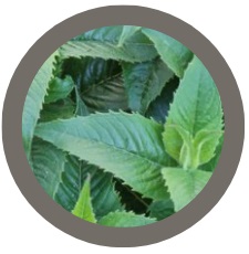 Bee Balm