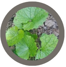 Garlic mustard (Alliaria petiolata)