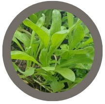 Calendula (Neon)