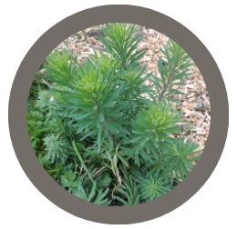 Euphorbia Characias Glacier Blue