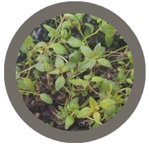 Thyme (Thymus Vulgaris common)