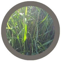 Carex pendula (Sedge)