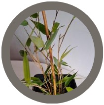 Bamboo - Pseudosasa Metake