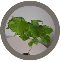 Hazel nut Tree (cobnut or common filbert) - Corylus avellana