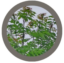 Ash tree - Fraxinus excelsior