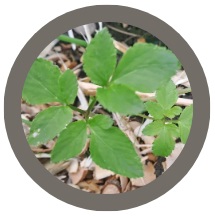 Alexanders (Smyrnium olusatrum)