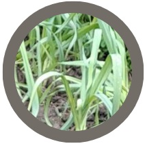 Babington Leek - Allium Ampeloprasum var Babingtonii