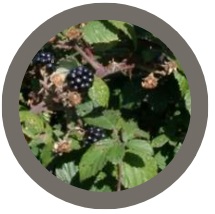 Blackberry plant - Rubus fruticosus