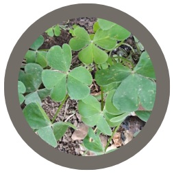 Wood sorrel (cuckoo meat)
