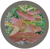 St Johns Wort (Hypericum perforatum)