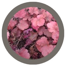 Heuchera