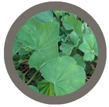 Alchemilla mollis