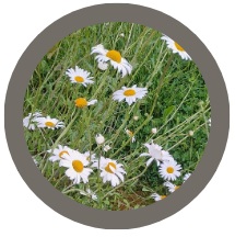 Oxeye daisy (Leucanthemum vulgare)