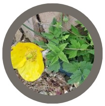 Yellow welsh poppy (Papaver cambricum)