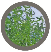 White willow (Salix Alba)