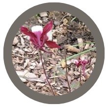 Columbine - Aquilegia vulgaris