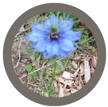 Love-in-a-mist (Nigella damascena)