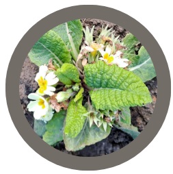 Primrose