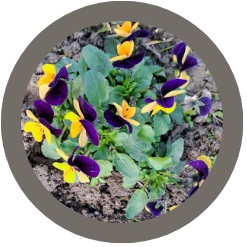 Viola