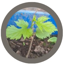 Mulberry (Morus Nigra)